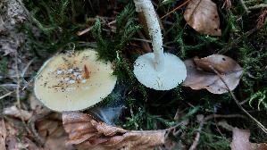 Narzis--sengelber-Wulstling_Amanita-gemmata_20250816_105355.jpg