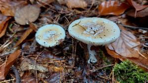 Narzis--sengelber-Wulstling_Amanita-gemmata_20251110_113119.jpg