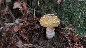Narzis--sengelber-Wulstling_Amanita-gemmata_20260608_110900.jpg