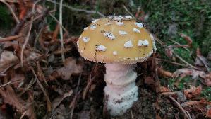 Narzis--sengelber-Wulstling_Amanita-gemmata_20260608_110917.jpg