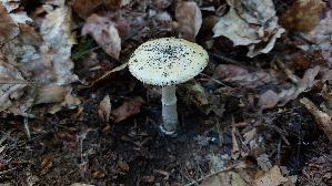 Narzis--sengelber-Wulstling_Amanita-gemmata_20260613_165950.jpg