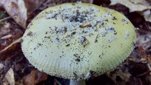 Narzis--sengelber-Wulstling_Amanita-gemmata_20260613_170002.jpg