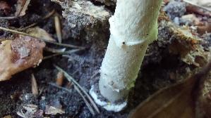 Narzis--sengelber-Wulstling_Amanita-gemmata_20260613_170015.jpg