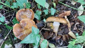 Natternstieliger-Schleimfuss_Cortinarius-trivialis_20251005_144337.jpg