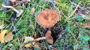 Natternstieliger-Schleimfuss_Cortinarius-trivialis_20251023_112128.jpg