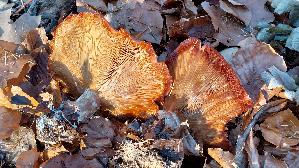 Nebelkappe_Clitocybe-nebularis_20251121_142525.jpg