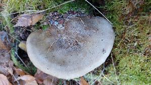 Nebelkappe_Clitocybe-nebularis_20251121_142957.jpg