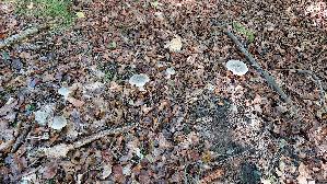 Nebelkappe_Clitocybe-nebularis_20261019_124826.jpg