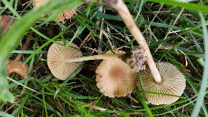 Nelkenschwindling_Marasmius-oreades_20250806_122515.jpg