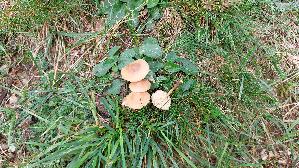 Nelkenschwindling_Marasmius-oreades_20260917_103109.jpg