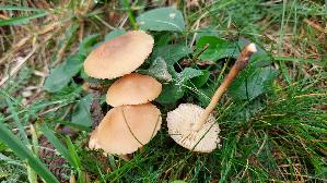 Nelkenschwindling_Marasmius-oreades_20260917_103118.jpg