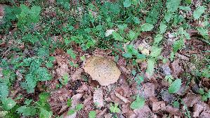 Netzstieliger-Hexenroehrling_Suillellus-luridus_20260610_113421.jpg
