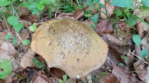 Netzstieliger-Hexenroehrling_Suillellus-luridus_20260610_113429.jpg