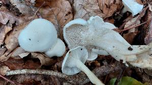 Nichtverfaerbender-Schneckling_Hygrophorus-cossus_20251015_153137.jpg