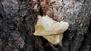 Nordischer-Porling_Climacocystis-borealis_20250908_112109.jpg