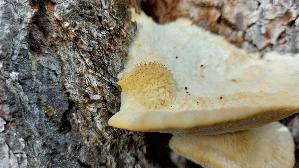 Nordischer-Porling_Climacocystis-borealis_20250908_112123.jpg