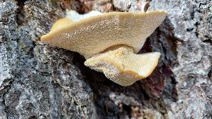 Nordischer-Porling_Climacocystis-borealis_20250908_112131.jpg