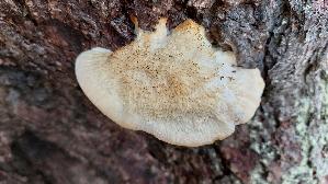 Nordischer-Porling_Climacocystis-borealis_20250908_112404.jpg