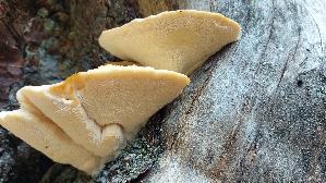 Nordischer-Porling_Climacocystis-borealis_20250908_112444.jpg