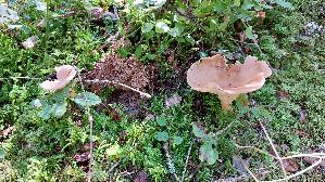 Ockerbrauner-Trichterling_Infundibulicybe-gibba_20250904_144404.jpg