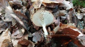 Ockerbrauner-Trichterling_Infundibulicybe-gibba_20260830_094525.jpg