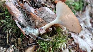 Ockerbrauner-Trichterling_Infundibulicybe-gibba_20260830_094747.jpg