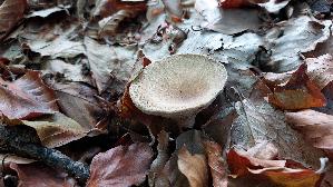 Ockerbrauner-Trichterling_Infundibulicybe-gibba_20260830_103201.jpg