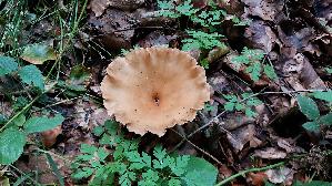 Ockerbrauner-Trichterling_Infundibulicybe-gibba_20260830_131121.jpg