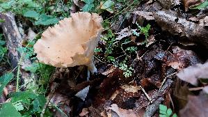 Ockerbrauner-Trichterling_Infundibulicybe-gibba_20260830_131145.jpg