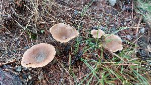 Ockerbrauner-Trichterling_Infundibulicybe-gibba_20260917_111808.jpg