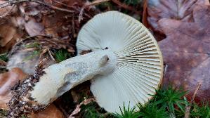 Ockertaeubling_Russula-ochroleuca_20241217_140014.jpg