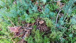 Ohrloeffel---Stacheling_Auriscalpium-vulgare_20250904_112416.jpg
