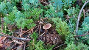 Ohrloeffel---Stacheling_Auriscalpium-vulgare_20250904_112425.jpg