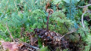 Ohrloeffel---Stacheling_Auriscalpium-vulgare_20250904_112451.jpg