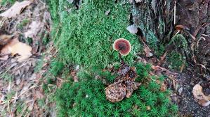 Ohrloeffel---Stacheling_Auriscalpium-vulgare_20261014_143740.jpg