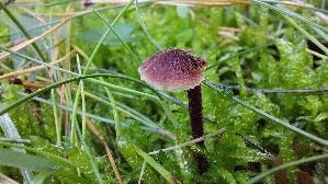 Ohrloeffel---Stacheling_Auriscalpium-vulgare_20261014_150808.jpg
