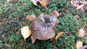 Olivbrauner-Milchling_Lactarius-turpis_20261013_112919.jpg