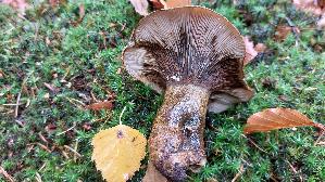Olivbrauner-Milchling_Lactarius-turpis_20261013_112945.jpg