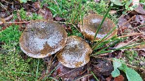 Olivbrauner-Milchling_Lactarius-turpis_20261013_114349.jpg