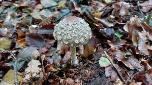 Olivbrauner-Safranschirmling_Chlorophyllum-olivieri_20250929_114127.jpg