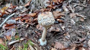 Olivbrauner-Safranschirmling_Chlorophyllum-olivieri_20261018_134709.jpg