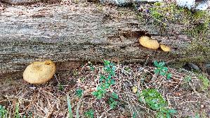 Olivgelber-Holzritterling_Tricholomopsis-decora_20250908_110157.jpg