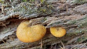 Olivgelber-Holzritterling_Tricholomopsis-decora_20250908_110216.jpg