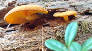 Olivgelber-Holzritterling_Tricholomopsis-decora_20250908_110227.jpg