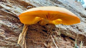Olivgelber-Holzritterling_Tricholomopsis-decora_20250908_110258.jpg