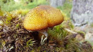 Olivgelber-Holzritterling_Tricholomopsis-decora_20250908_110342.jpg
