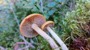 Olivgelber-Holzritterling_Tricholomopsis-decora_20260916_115204.jpg