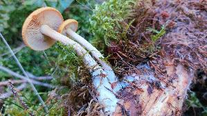 Olivgelber-Holzritterling_Tricholomopsis-decora_20260916_115217.jpg