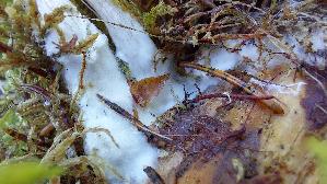 Olivgelber-Holzritterling_Tricholomopsis-decora_20260916_115235.jpg