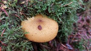 Olivgelber-Holzritterling_Tricholomopsis-decora_20261011_134451.jpg